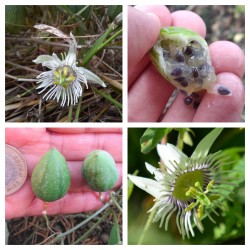 بذور Passiflora bryonioides