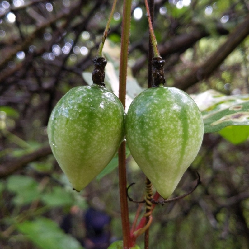 Semi di Passiflora bryonioides