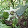 Semințe de Passiflora bryonioides