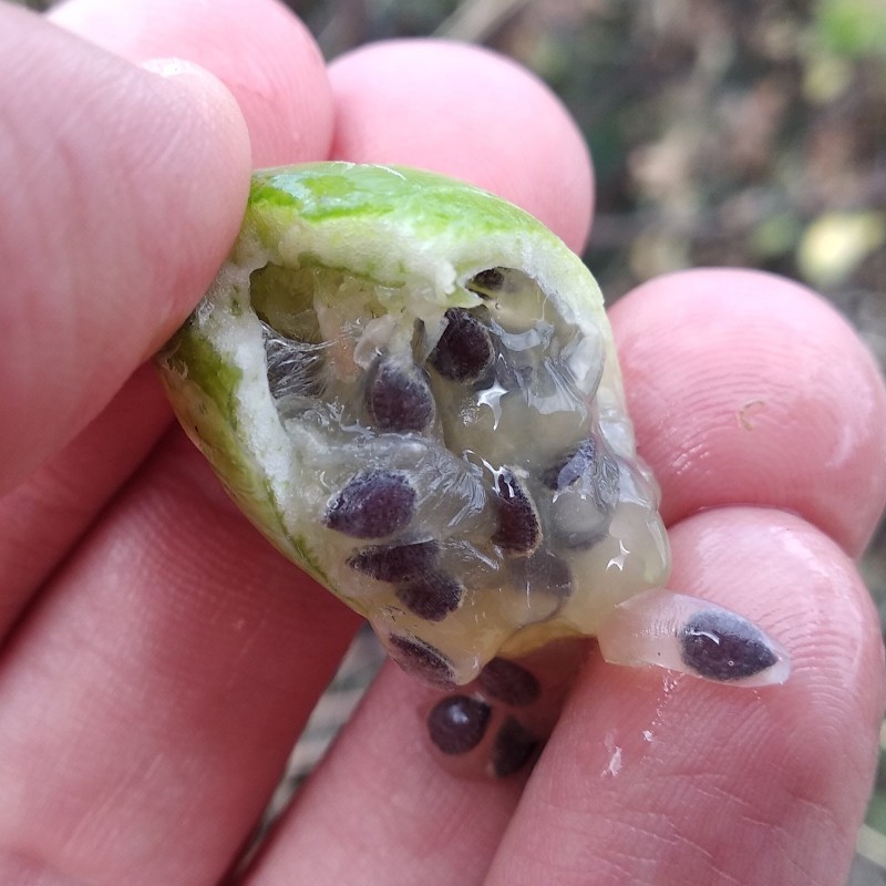 Semințe de Passiflora bryonioides