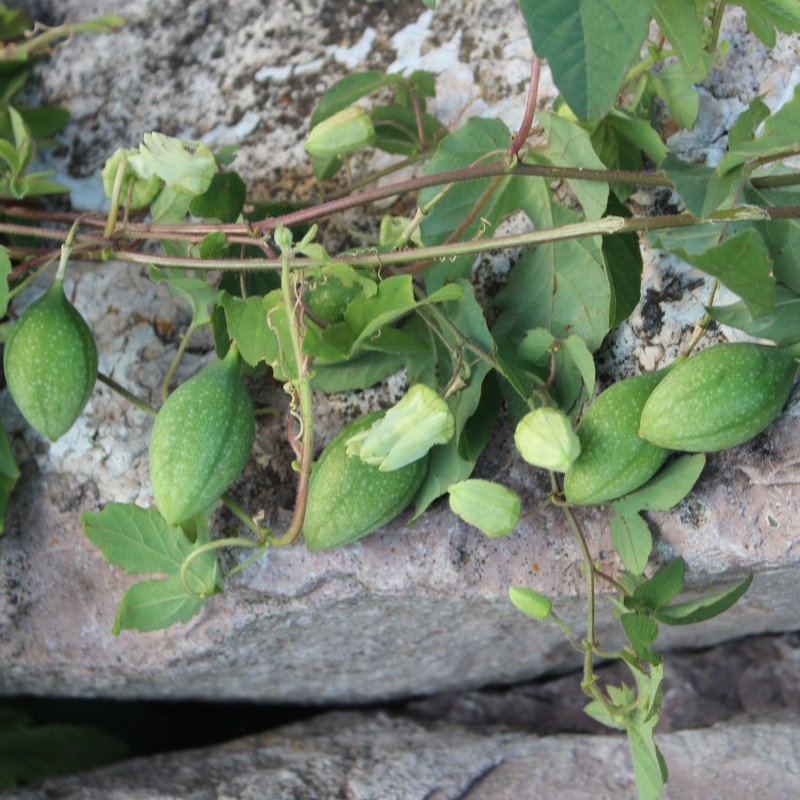 Semințe de Passiflora bryonioides