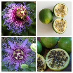 Price: €4.55 - بذور Passiflora cincinnata - 