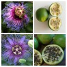 Price: €4.55 - بذور Passiflora cincinnata - 