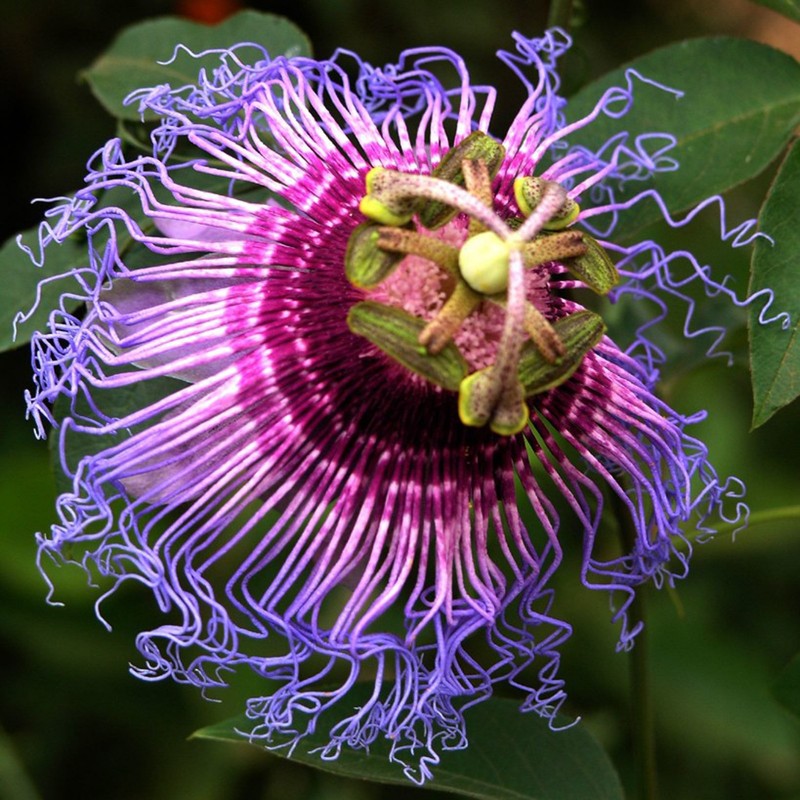 Price: €4.55 - بذور Passiflora cincinnata - 