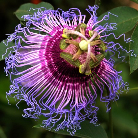 Price: €4.55 - بذور Passiflora cincinnata -
