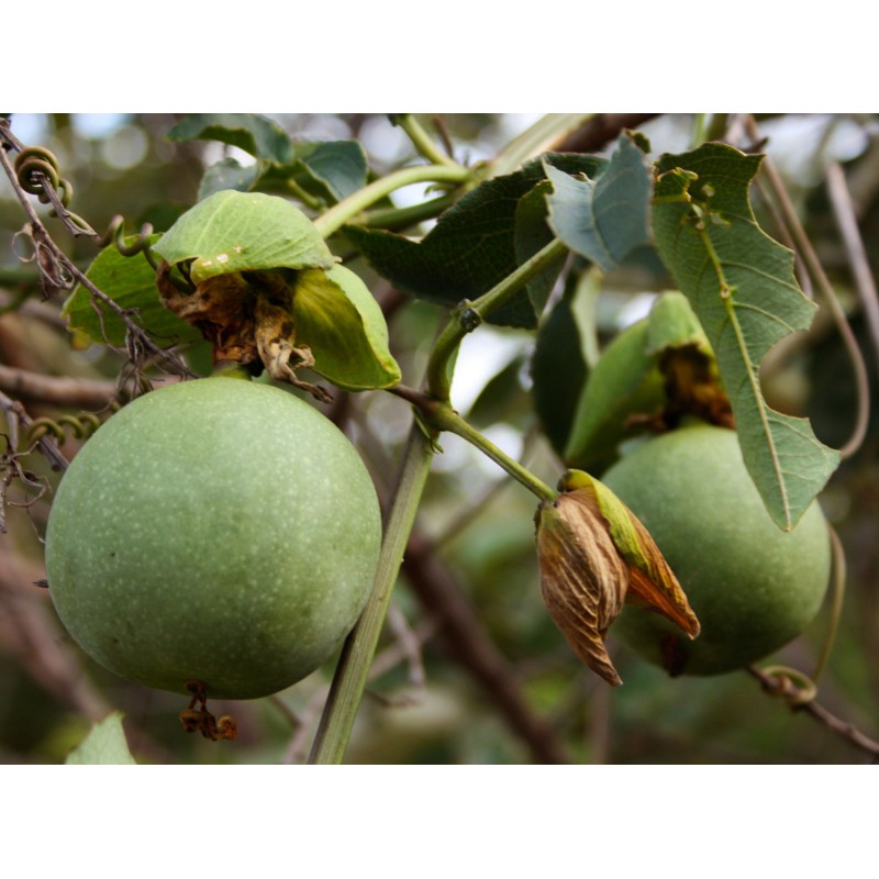 Price: €4.55 - بذور Passiflora cincinnata - 