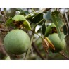 Price: €4.55 - بذور Passiflora cincinnata - 