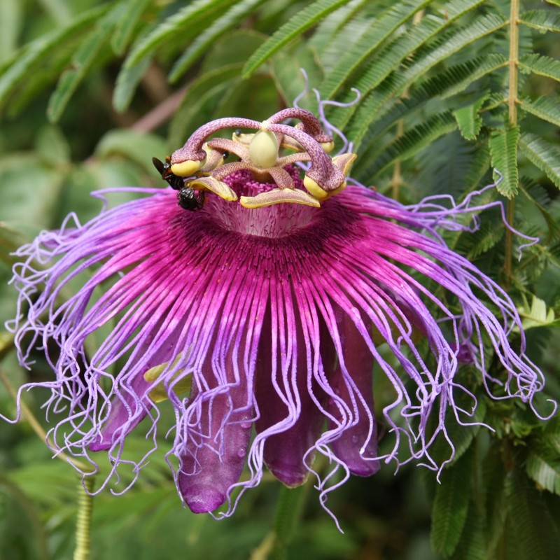 Price: €4.55 - بذور Passiflora cincinnata - 