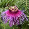 Price: €4.55 - بذور Passiflora cincinnata - 