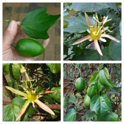 Passiflora herbertiana tohumu