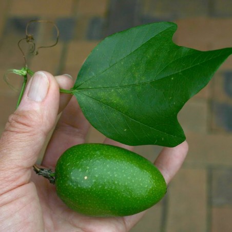 Price: €3.5 - بذور Passiflora herbertiana -