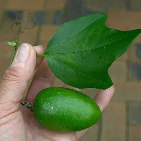 Semi di Passiflora herbertiana