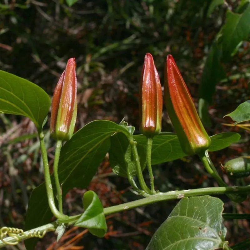 Semi di Passiflora herbertiana