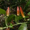 Price: €3.5 - بذور Passiflora herbertiana - 