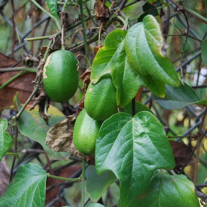 Semi di Passiflora herbertiana