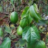 Price: €3.5 - بذور Passiflora herbertiana - 