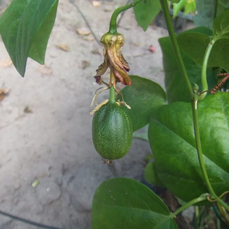 Semi di Passiflora herbertiana