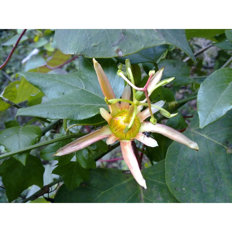 Price: €3.5 - بذور Passiflora herbertiana - 