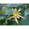 Price: €3.5 - بذور Passiflora herbertiana - 