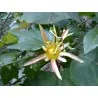 Semi di Passiflora herbertiana
