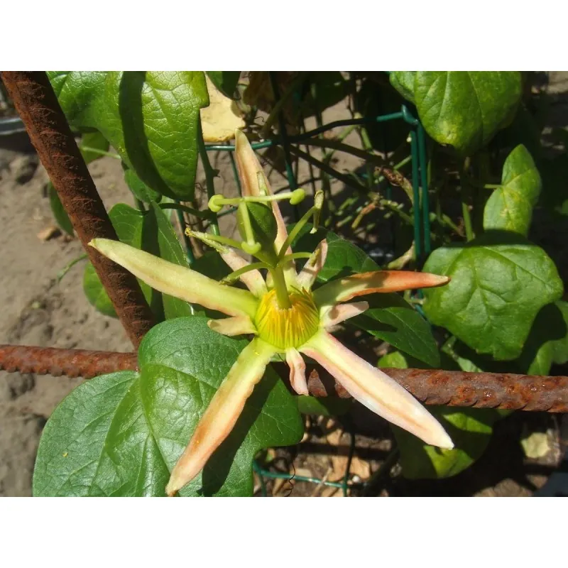 Semi di Passiflora herbertiana