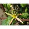 Semi di Passiflora herbertiana