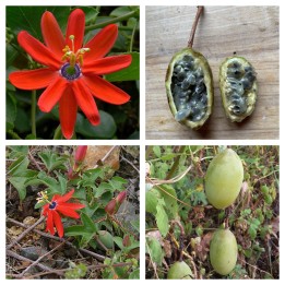 Nasiona czerwonej męczennicy (Passiflora manicata) - 3.375