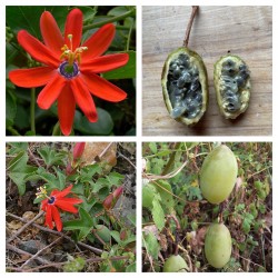 Price: €3.75 - بذور زهرة الآلام الحمراء (Passiflora manicata) - 