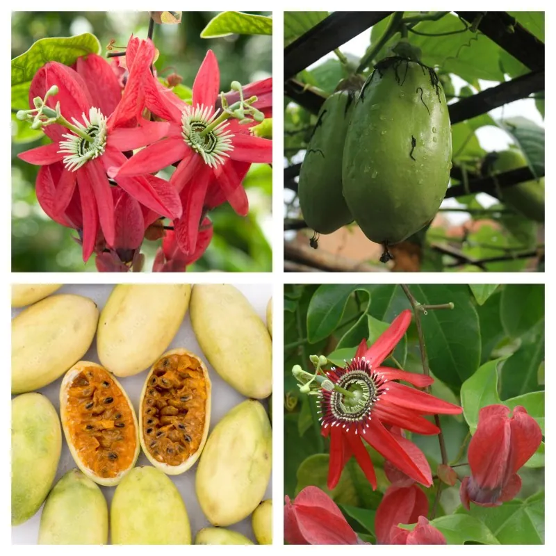 Passiflora princeps Seeds
