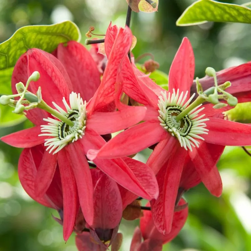 Passiflora princeps Samen