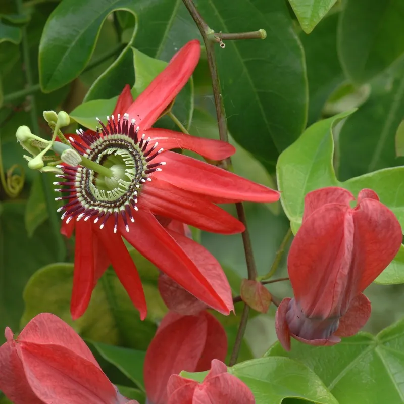 Passiflora princeps zaden