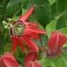 Passiflora princeps zaden