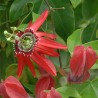 Price: €4.85 - Semințe de Passiflora princeps - 