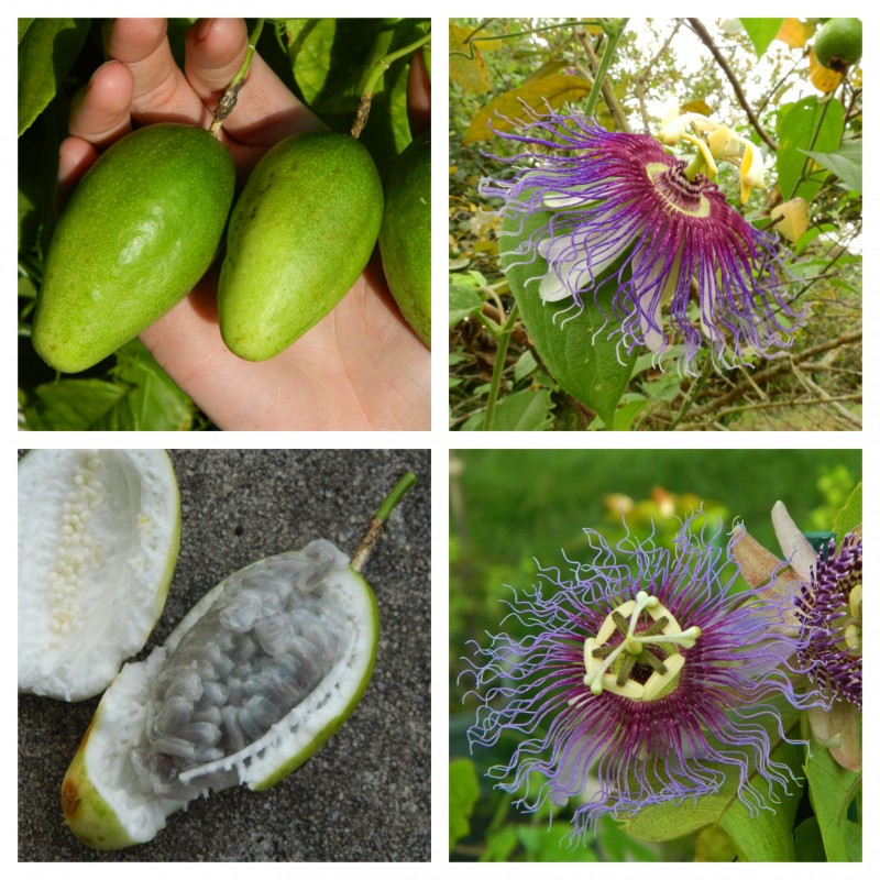 Price: €8 - Passiflora serratifolia Samen - 