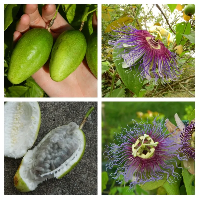 Semi di Passiflora serratifolia