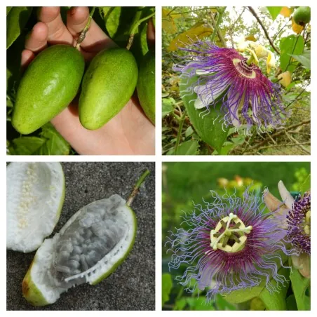 Semi di Passiflora serratifolia