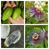 Semi di Passiflora serratifolia