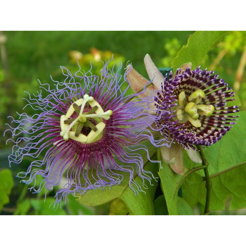 Price: €8 - Passiflora serratifolia Samen - 
