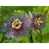 Price: €8 - Passiflora serratifolia Samen - 