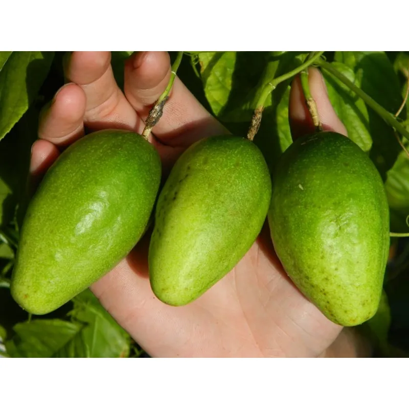Semi di Passiflora serratifolia