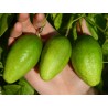 Price: €8 - Semințe de Passiflora serratifolia - 