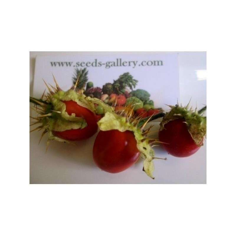 Price: €1.95 - Litchi Tomatensamen - Lulita (Solanum sisymbriifolium) - 