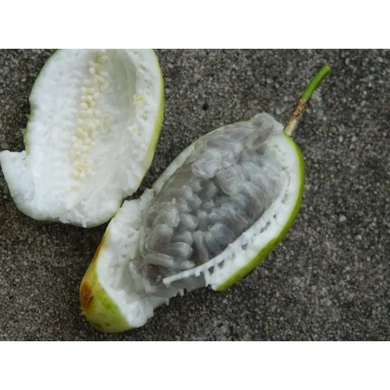 Semi di Passiflora serratifolia