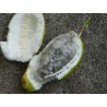 Price: €8 - Semințe de Passiflora serratifolia - 