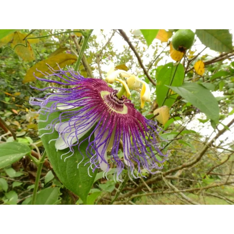 Semi di Passiflora serratifolia