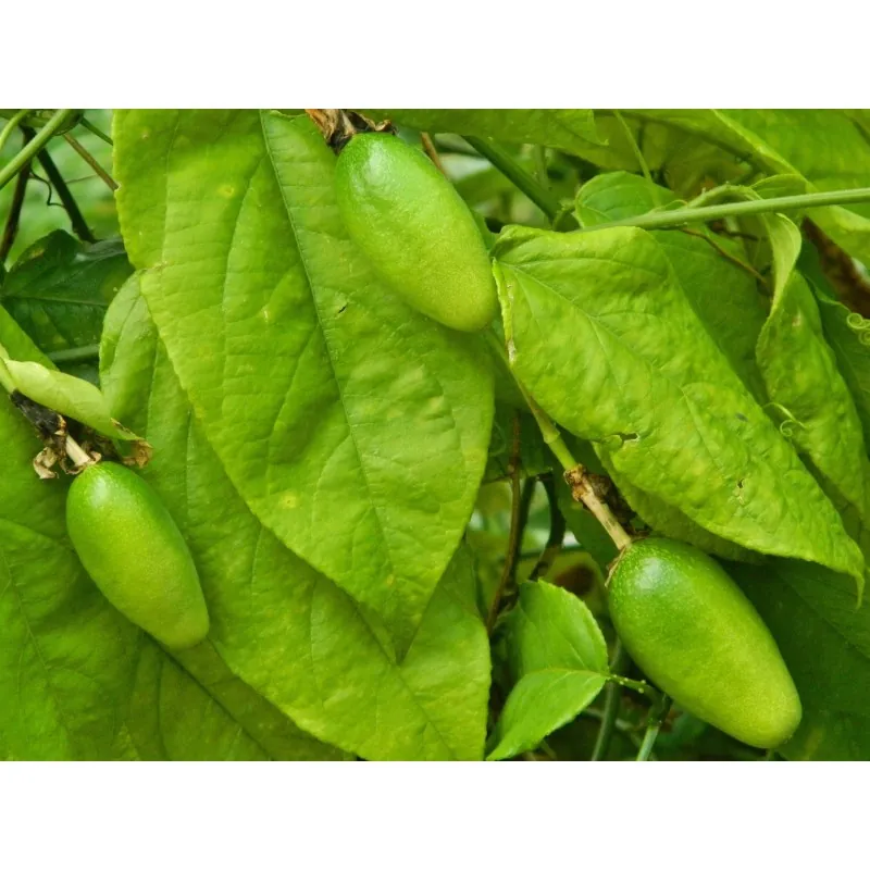 Semi di Passiflora serratifolia