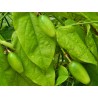 Price: €8 - Passiflora serratifolia Samen - 