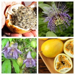 Price: €4.25 - Passiflora serrulata Σπόροι - 