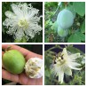 Price: €3.45 - Semillas de Pasiflora Blanca (Passiflora subpeltata) - 