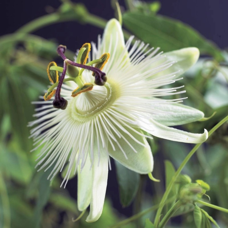 Price: €3.45 - Λευκοί πασιφλόρας σπόροι (Passiflora subpeltata) - 